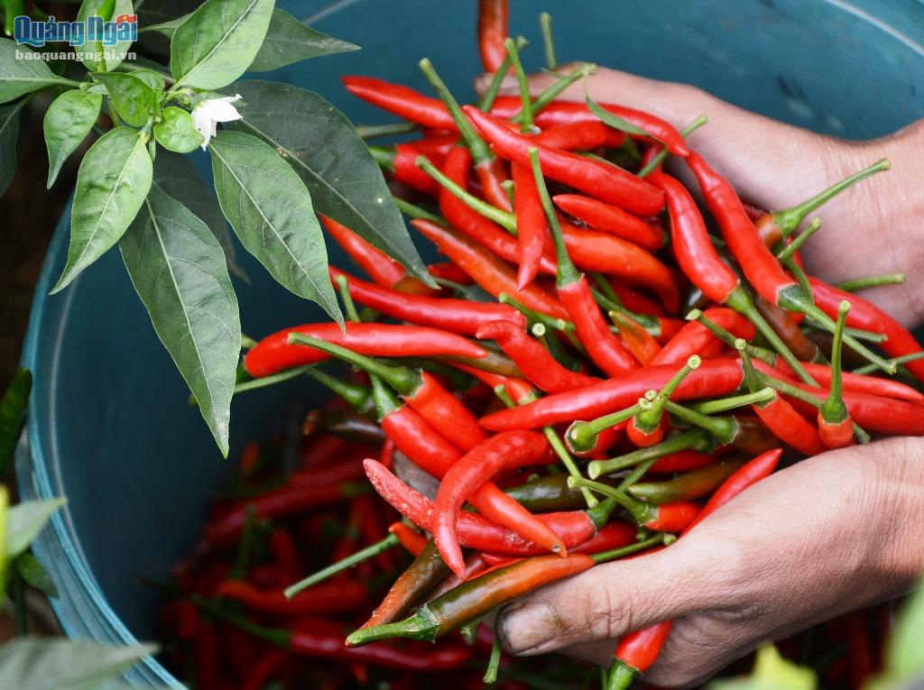 Vietnam Fresh Red Chili/ Chili Pepper Asia Pacific Commercial