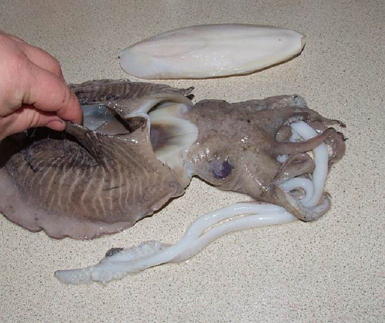 cuttlefish-bone-cuttlebone-from-vietnam-asia-pacific-commercial