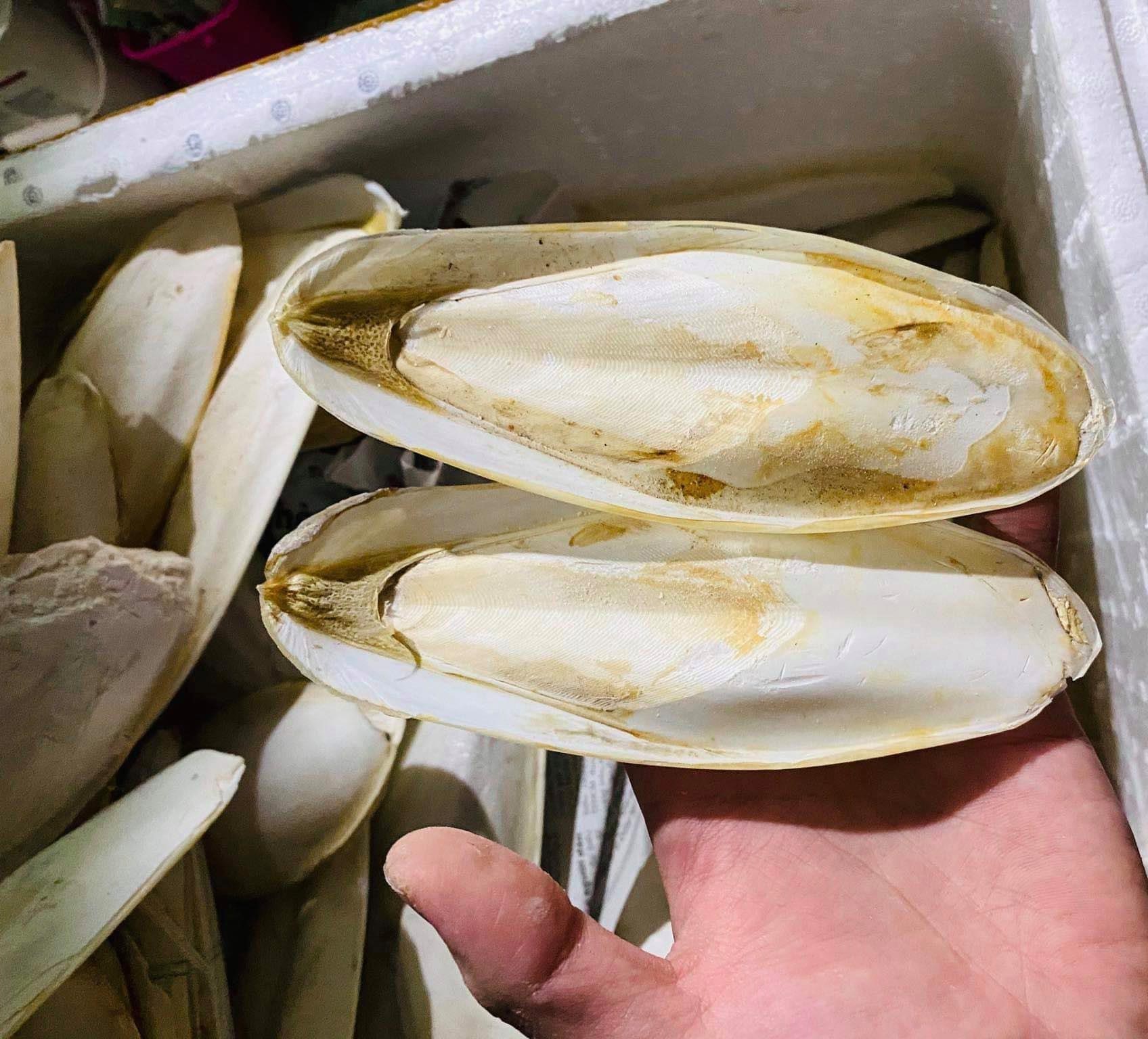 Cuttlefish Bone (Cuttlebone) from Vietnam – Asia Pacific Commercial